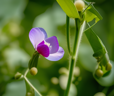 豌豆在开花.png