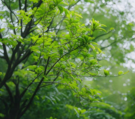 春雨树.png