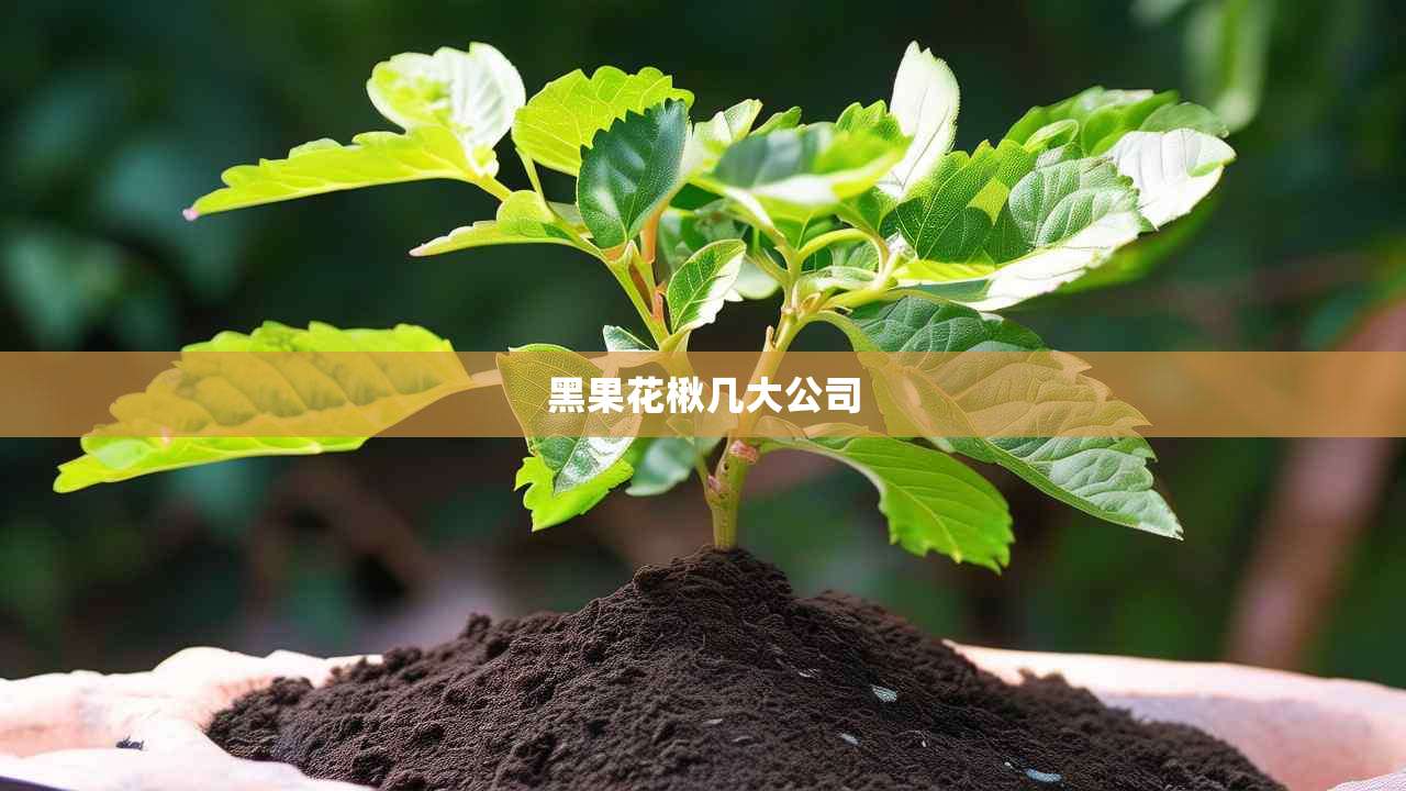 2黑果花楸几大公司