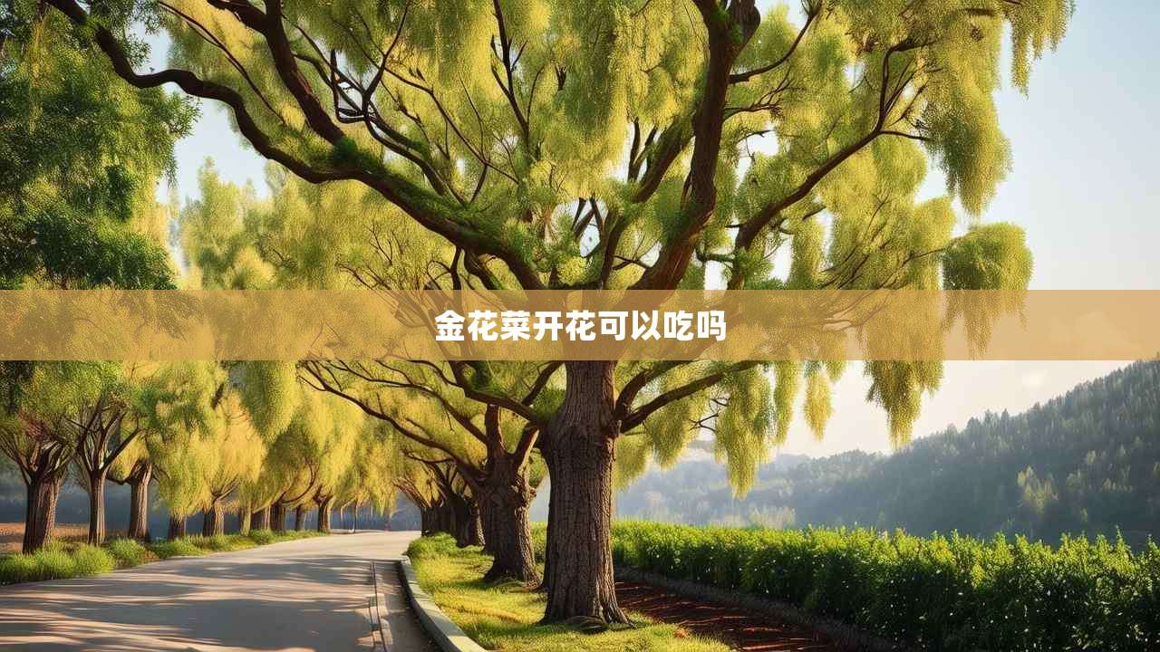 2金花菜开花可以吃吗