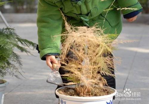 文竹的养殖技巧和注意事项