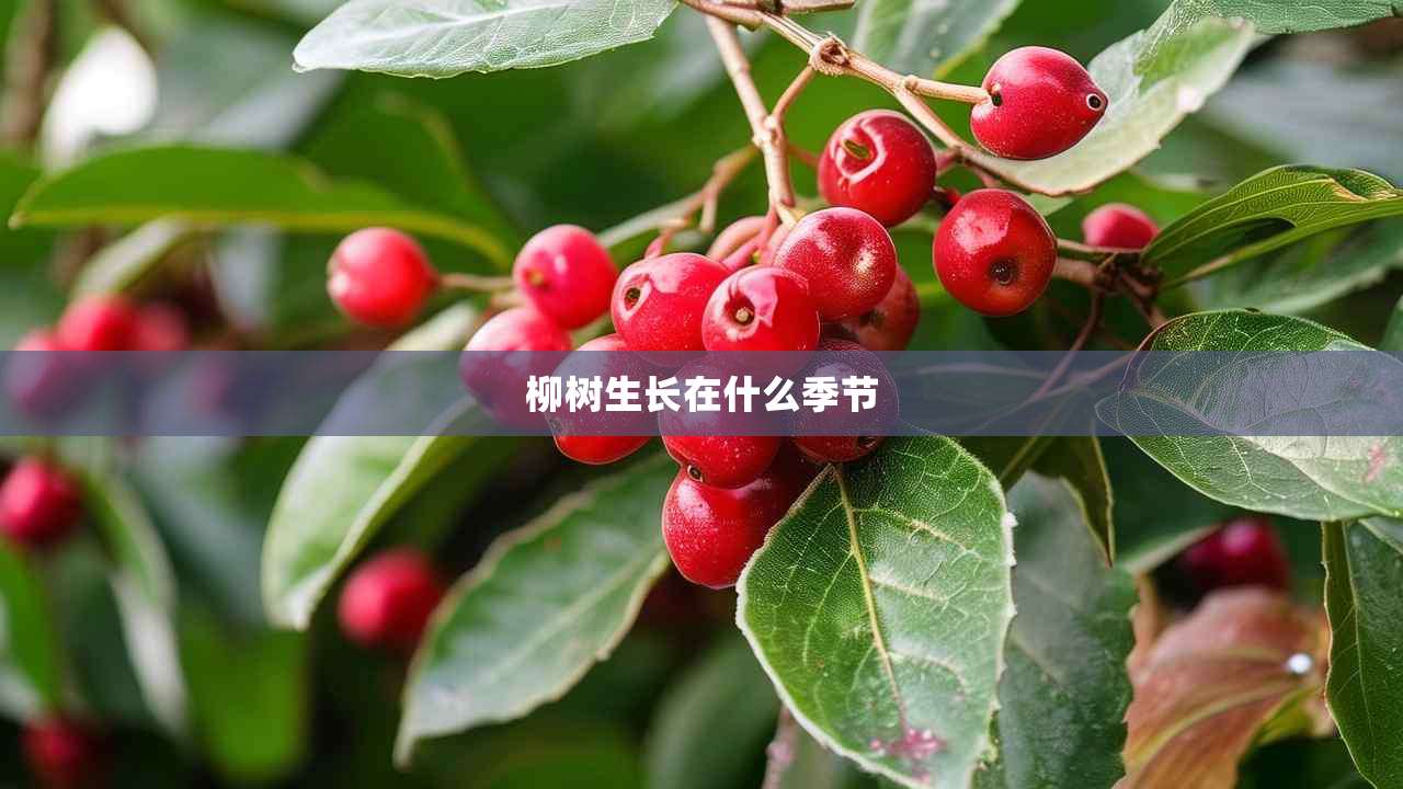 2柳树生长在什么季节