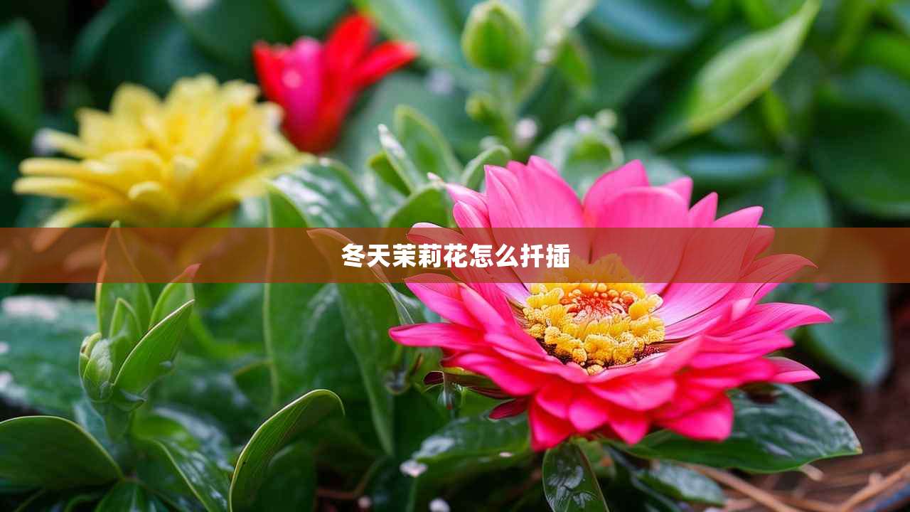 2冬天茉莉花怎么扦插