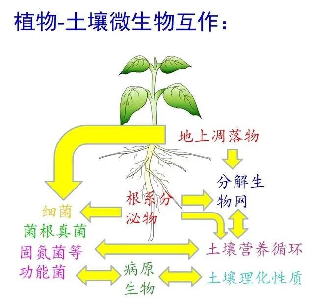 植物根系适应土壤类型特点