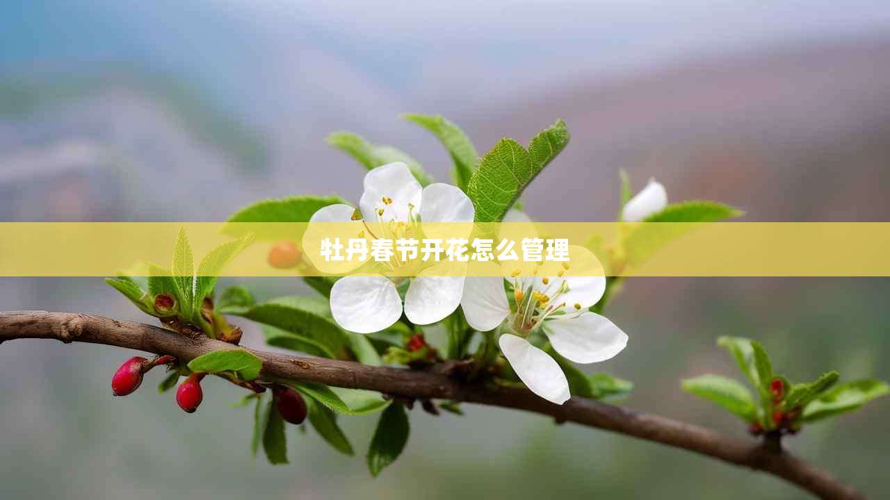 2牡丹春节开花怎么管理