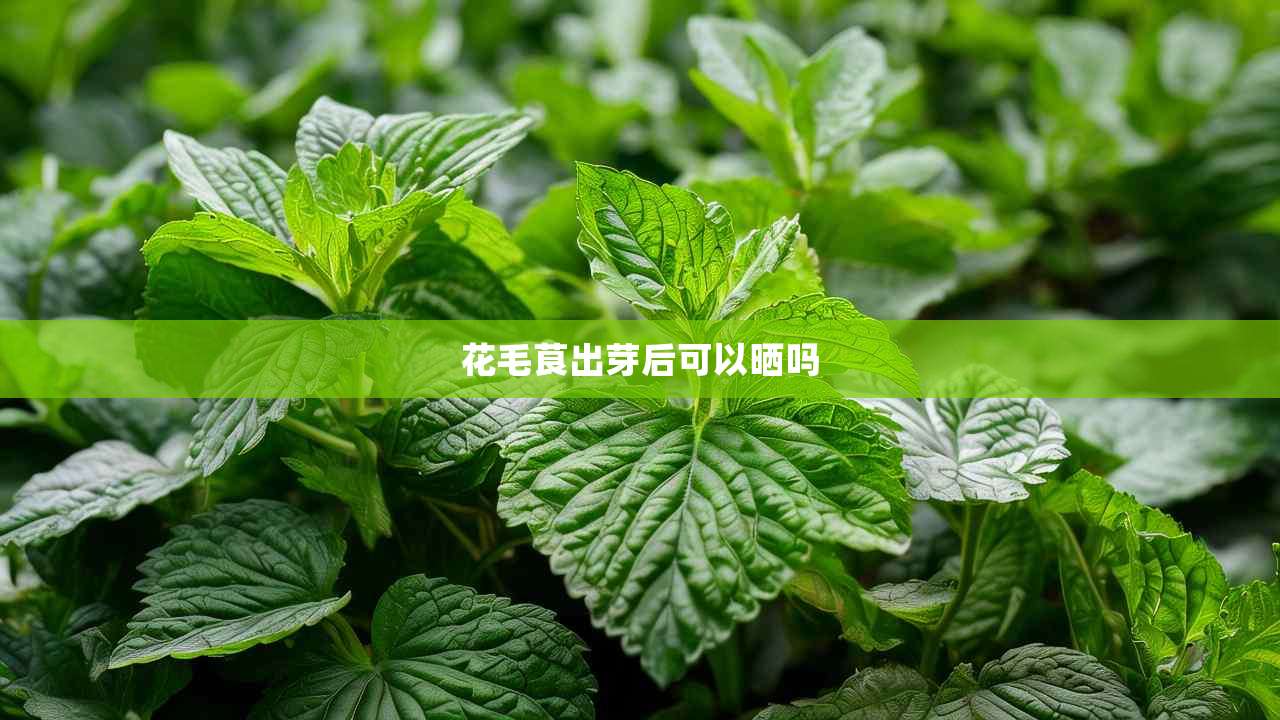 2花毛茛出芽后可以晒吗