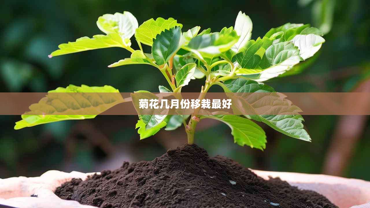 2菊花几月份移栽最好