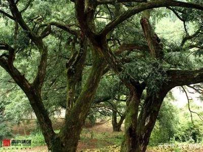 植物根系适应高海拔土壤的特点