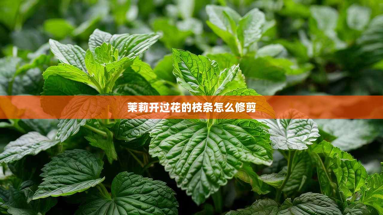 2茉莉开过花的枝条怎么修剪