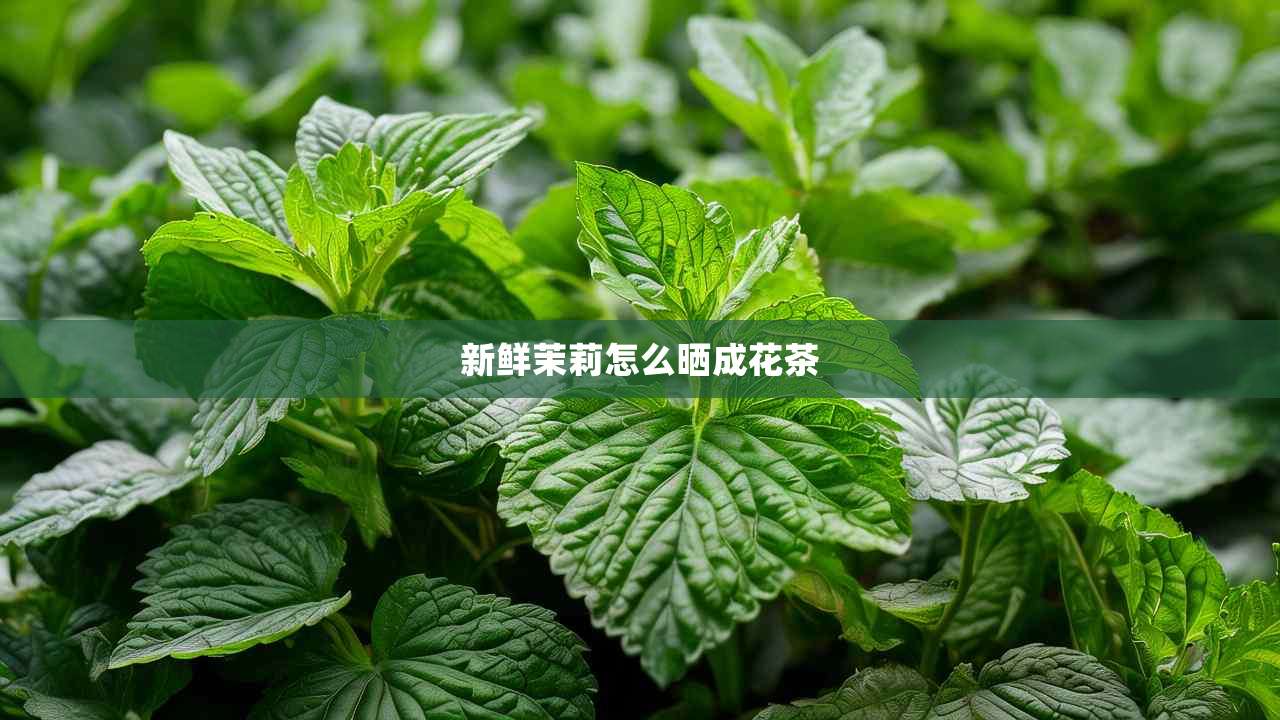 2新鲜茉莉怎么晒成花茶