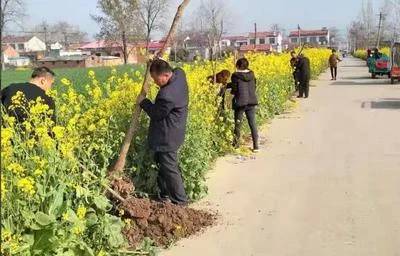 北方春季植树常见病虫害防治