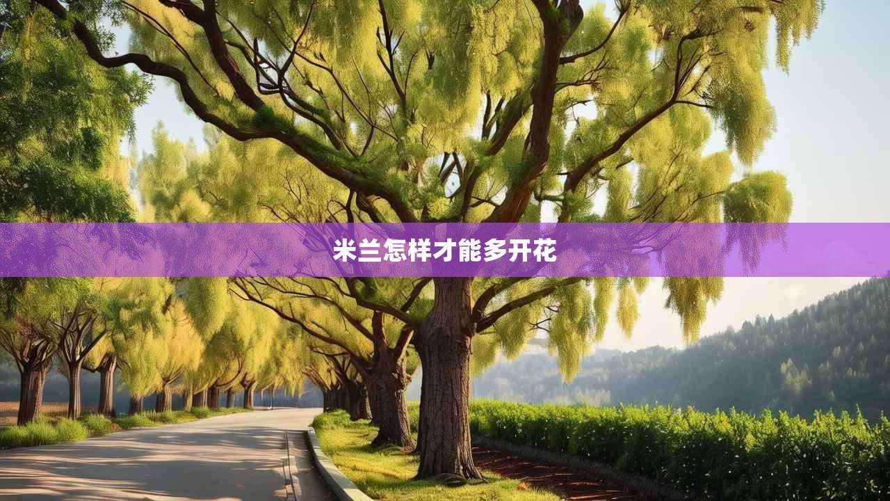 2米兰怎样才能多开花