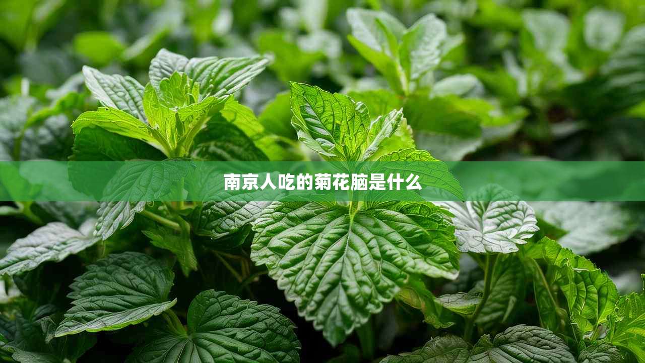 2南京人吃的菊花脑是什么