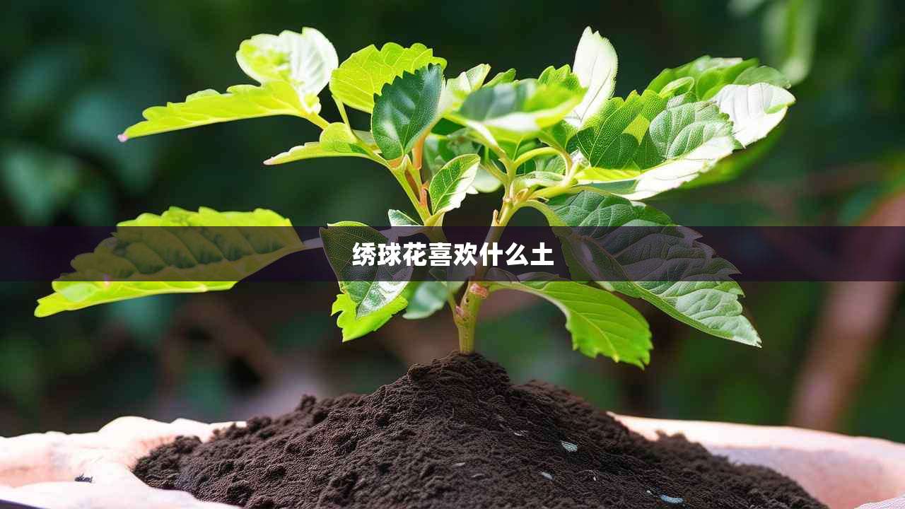 2绣球花喜欢什么土