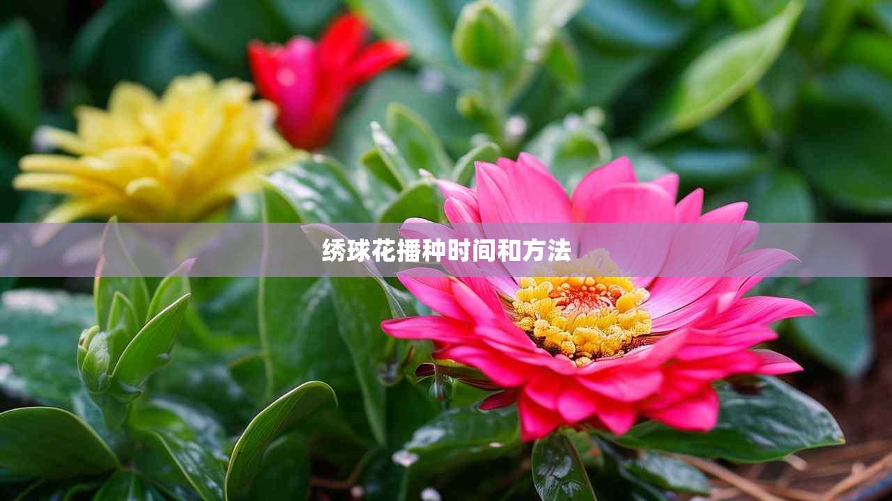 2绣球花播种时间和方法