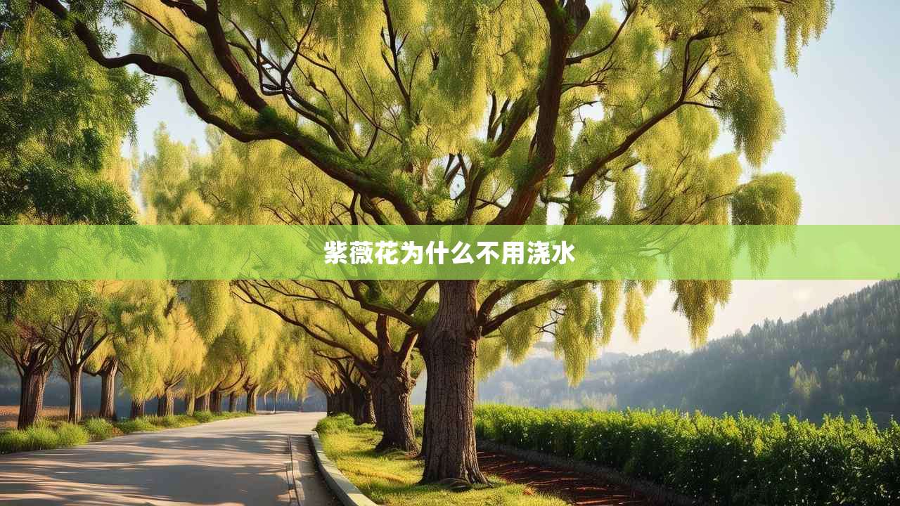 2紫薇花为什么不用浇水