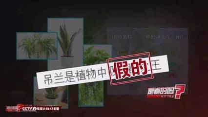 吊兰增湿效果的实验数据