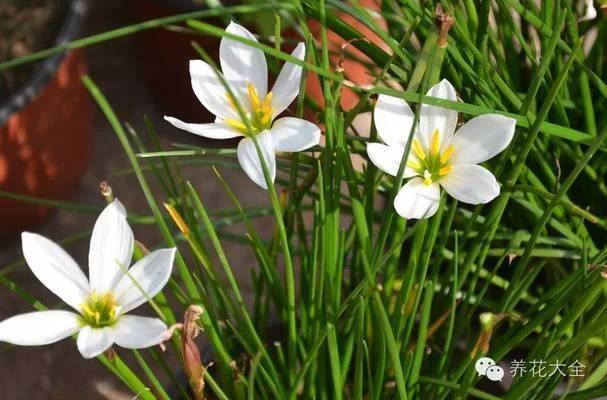 秋季球茎花卉养护要点