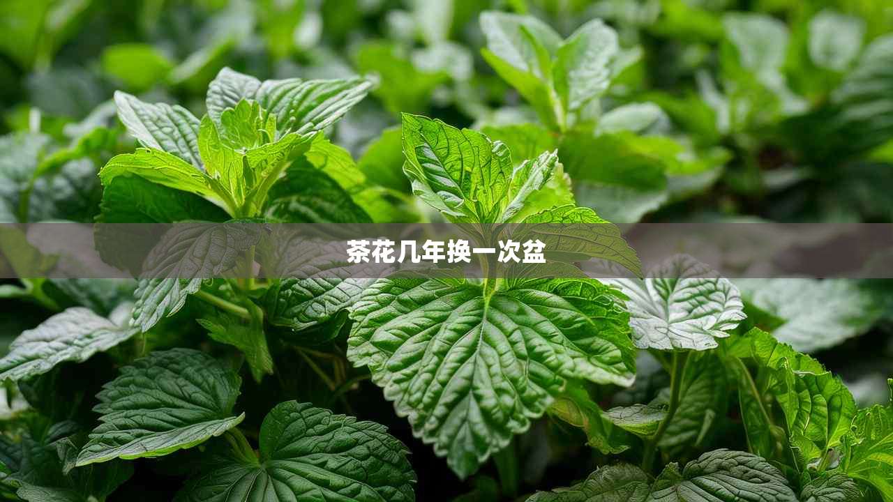 2茶花几年换一次盆