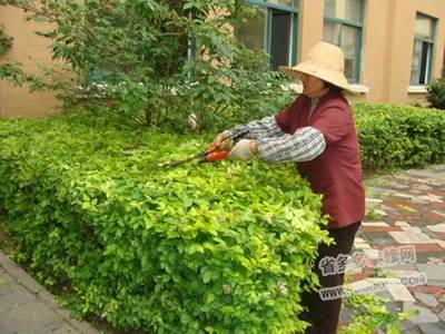 花草树木的修剪技巧：保持植物健康与美观