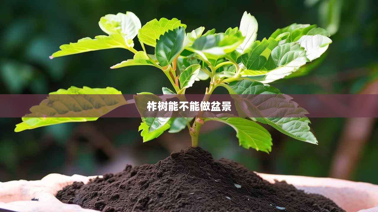 2柞树能不能做盆景