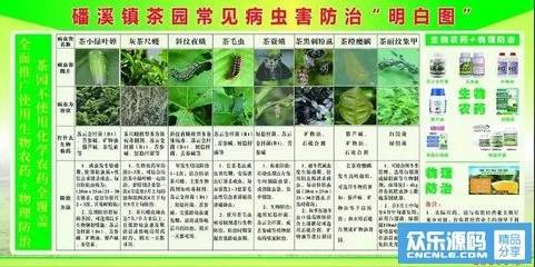 绿色防控与化学防治对比