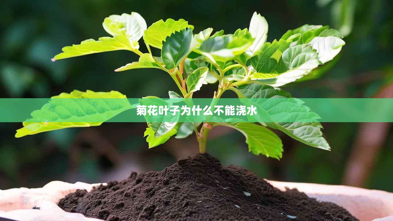 2菊花叶子为什么不能浇水