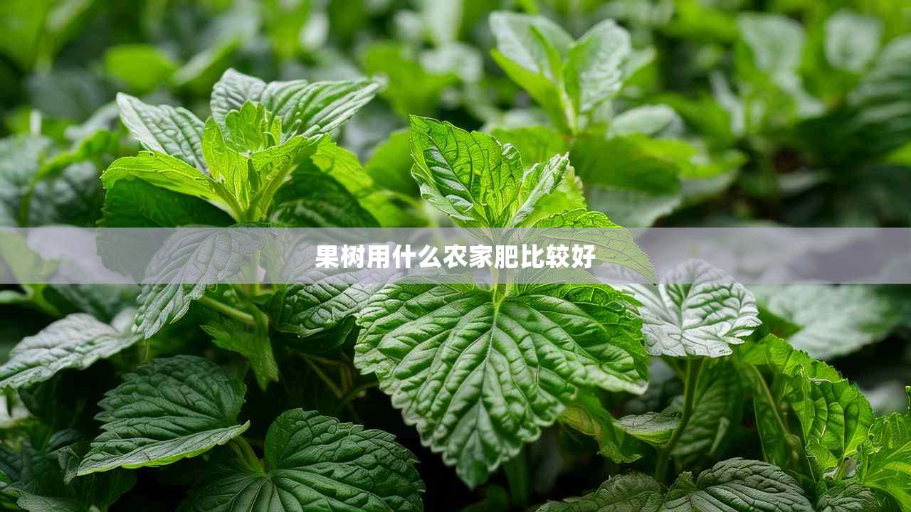 2果树用什么农家肥比较好