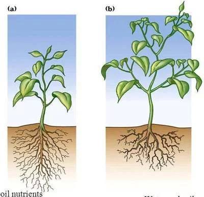 根系对植物抗旱能力的作用