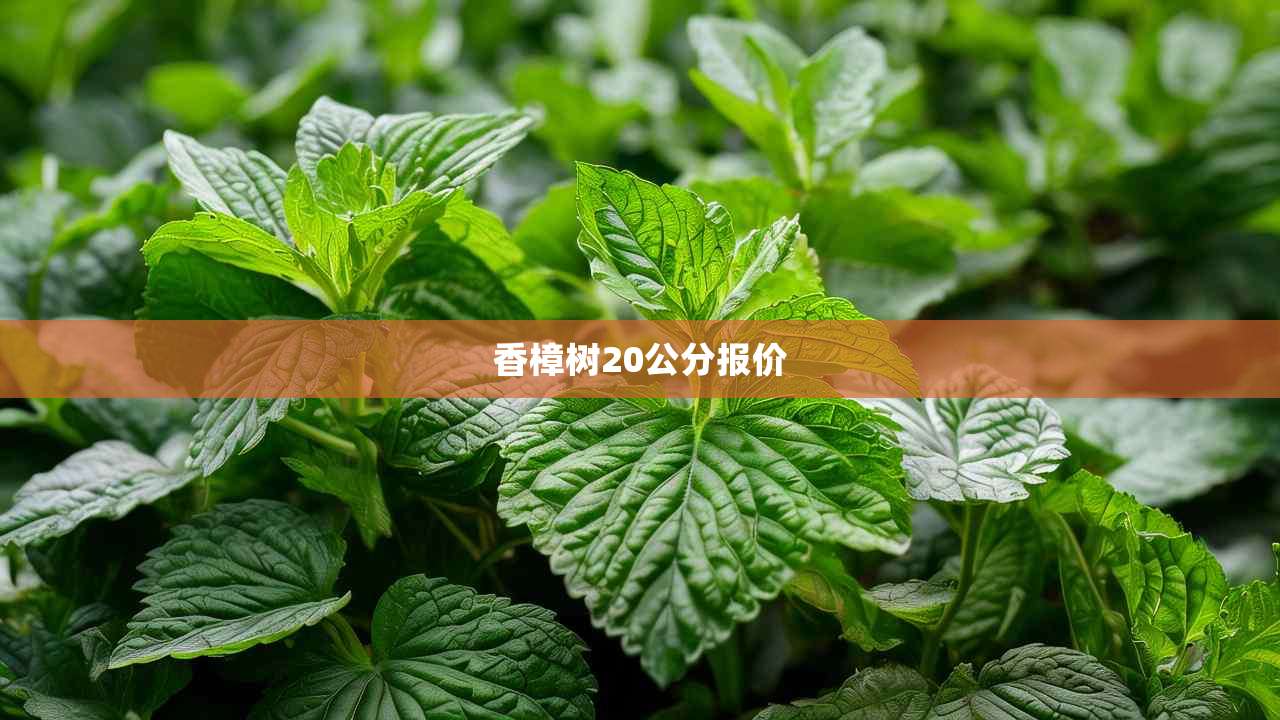 2香樟树20公分报价