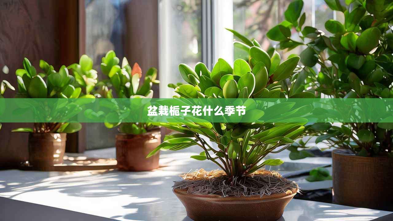 2盆栽栀子花什么季节