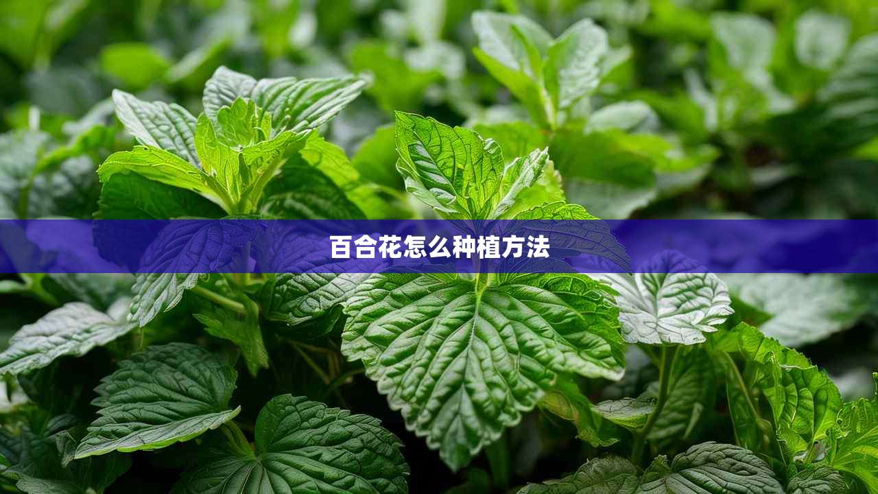 2百合花怎么种植方法