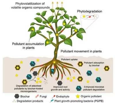 植物根系与土壤肥力的关系