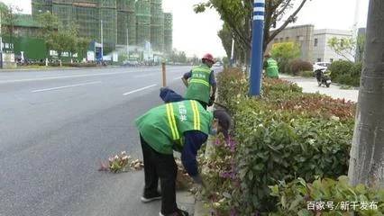 花草树木的病虫害防治：常见问题及解决方案