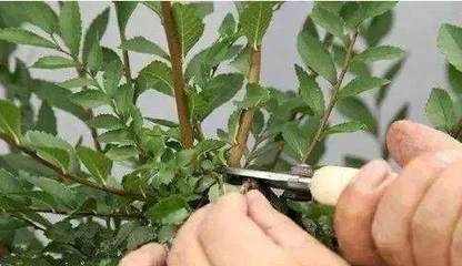 植物修剪后如何快速恢复生长？