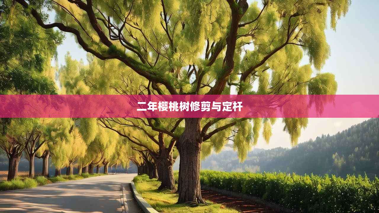 2二年樱桃树修剪与定杆