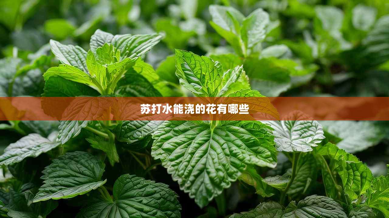 2苏打水能浇的花有哪些