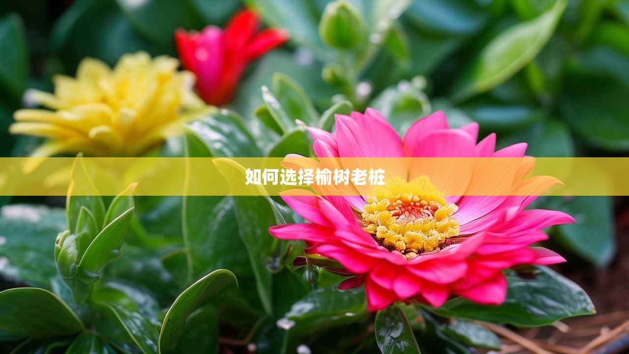 2如何选择榆树老桩