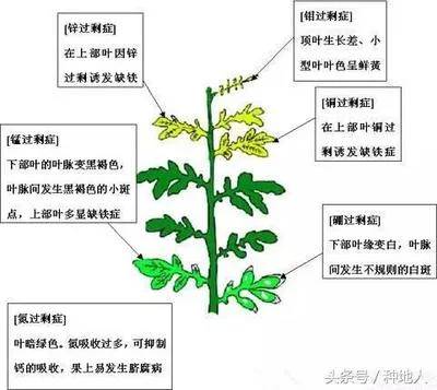 如何有效施肥促进植物生长？