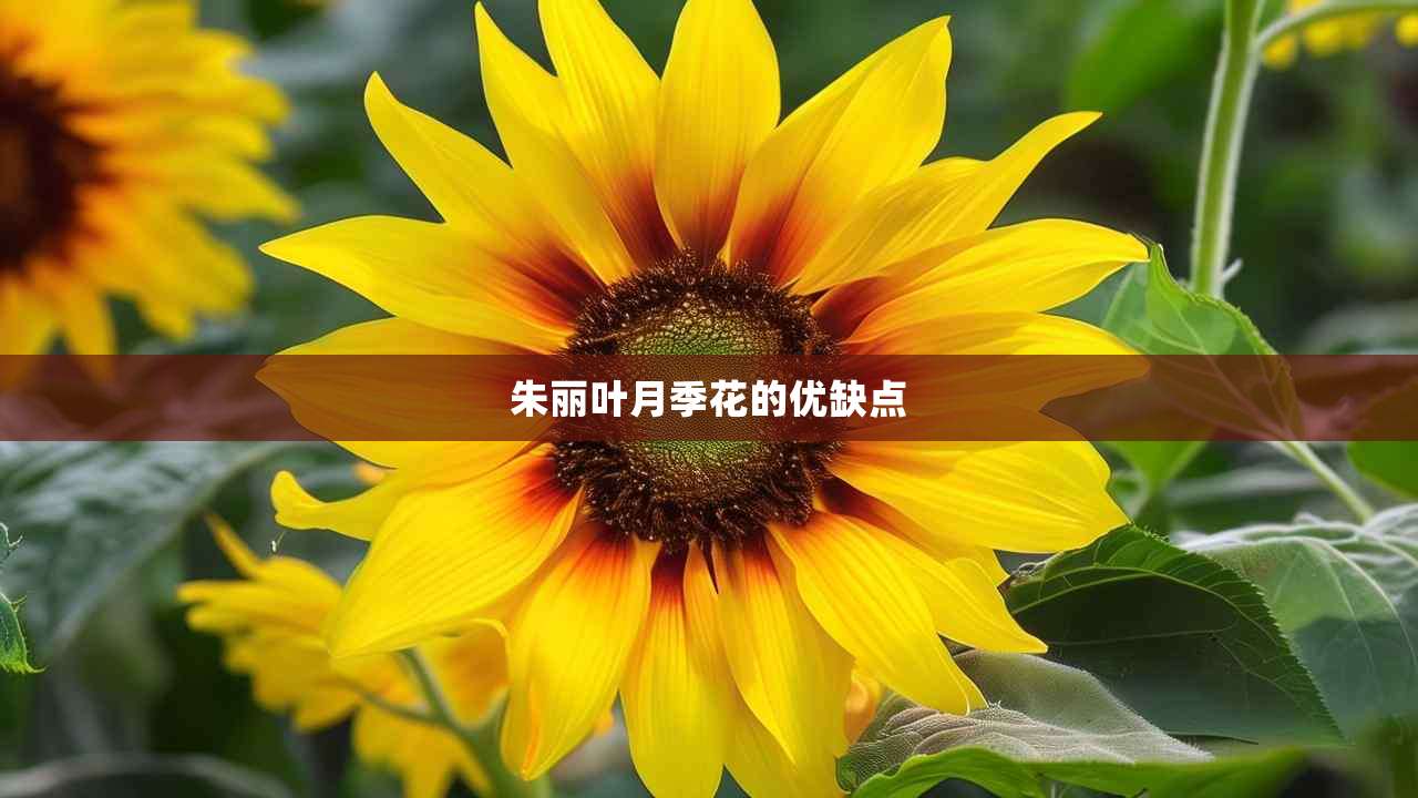 2朱丽叶月季花的优缺点