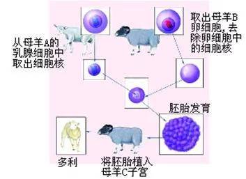 畜牧养殖品种适应性测试