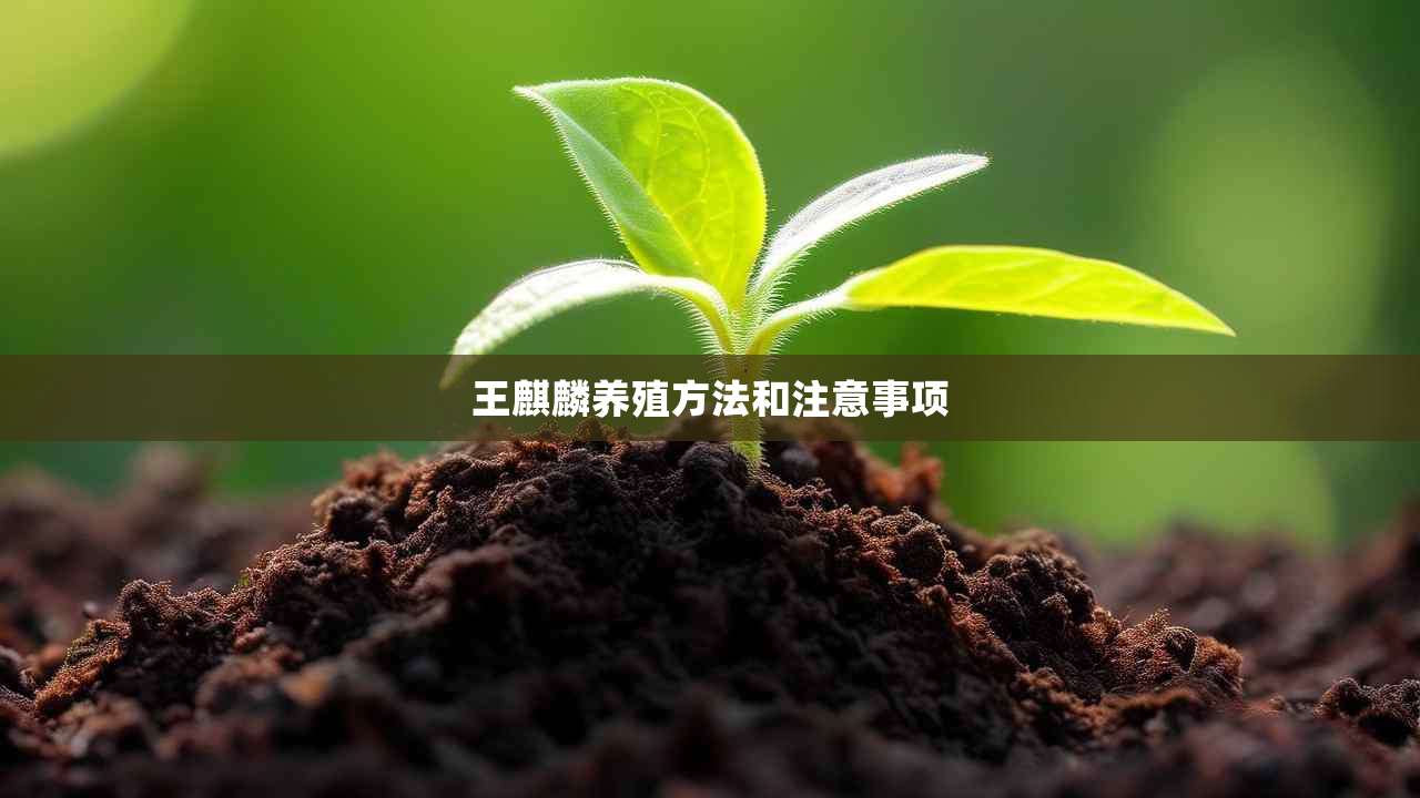 2王麒麟养殖方法和注意事项