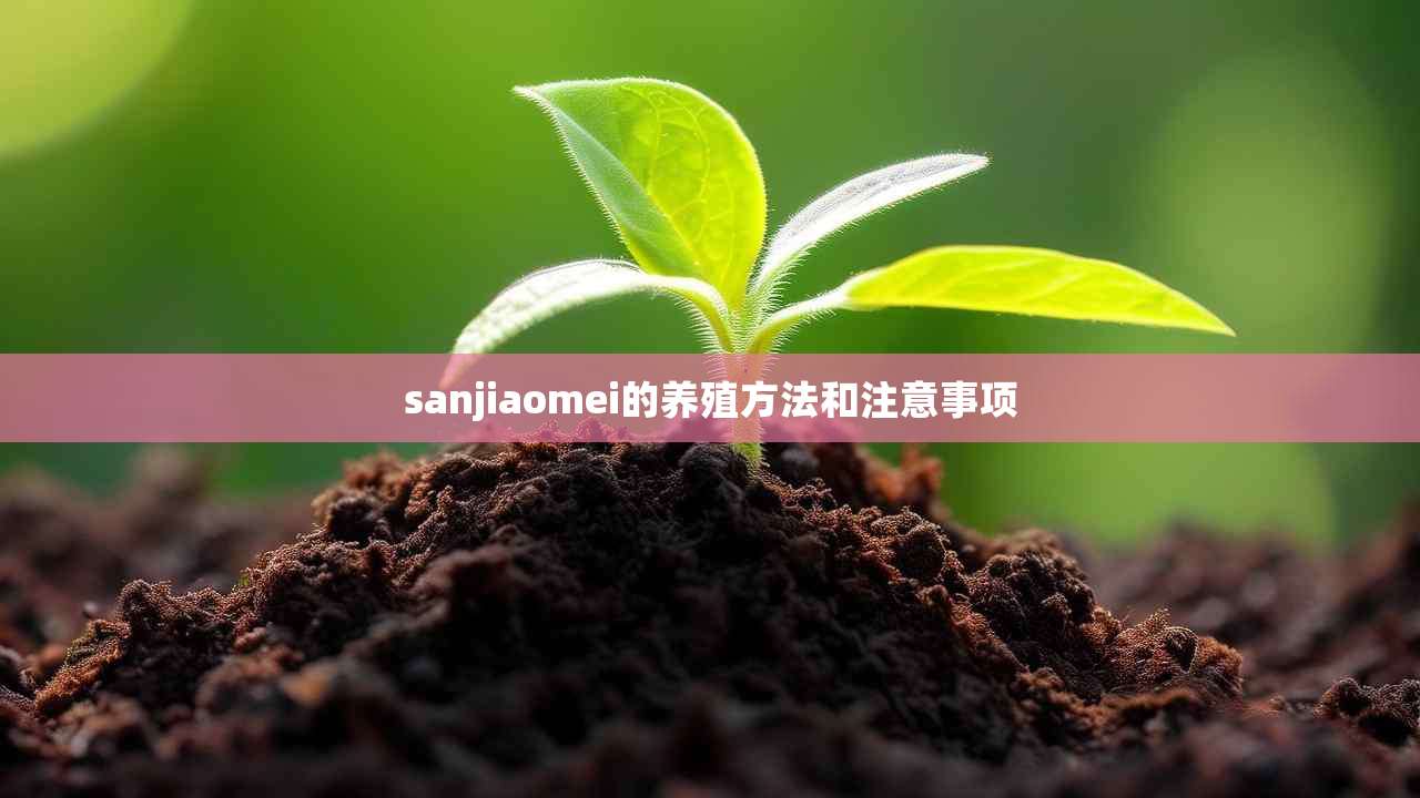 2sanjiaomei的养殖方法和注意事项