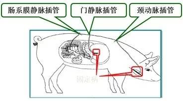 精准饲喂技术的成本效益分析