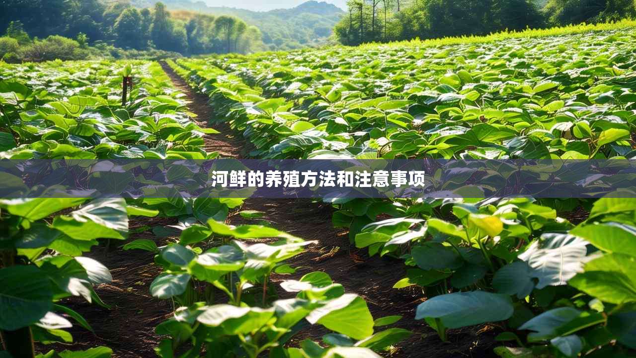 2河鲜的养殖方法和注意事项