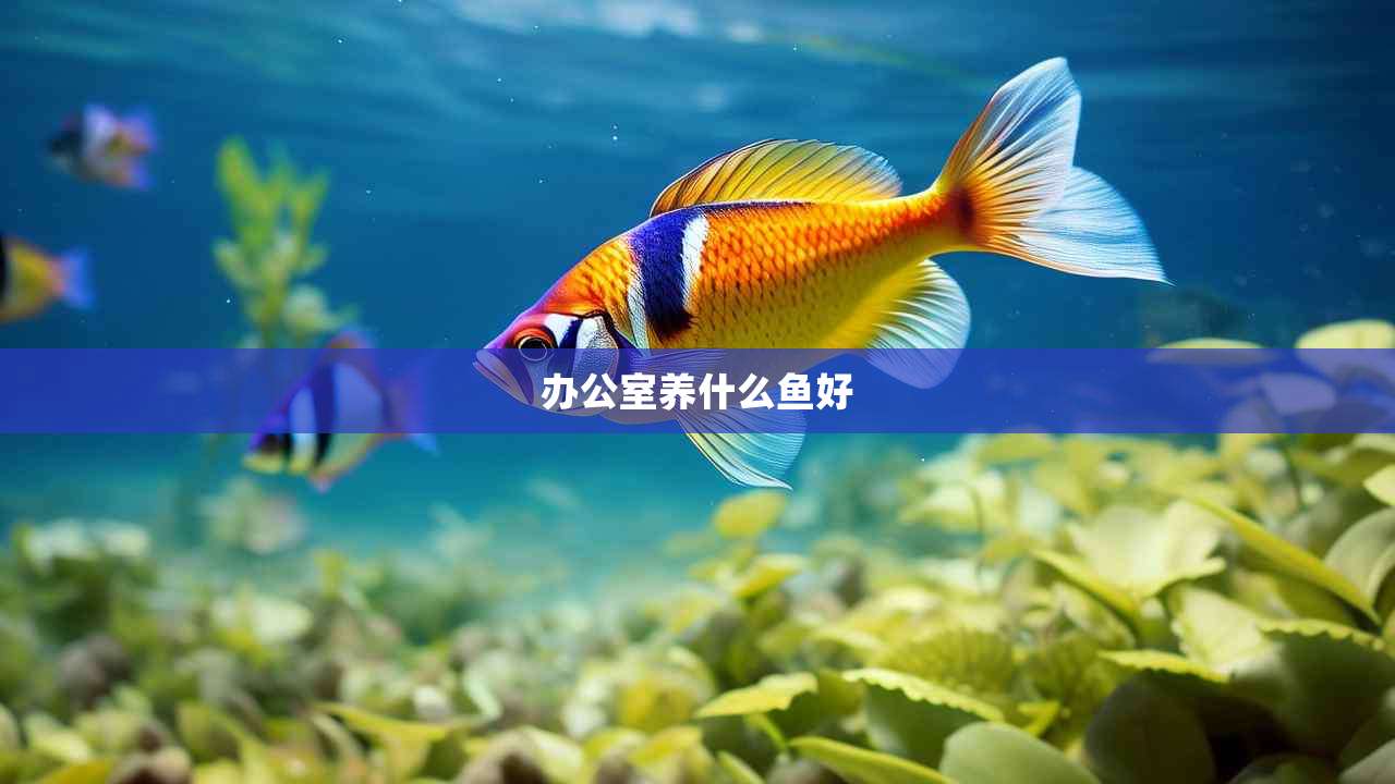 办公室养什么鱼好