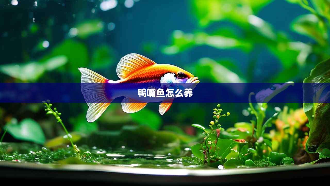 鸭嘴鱼怎么养