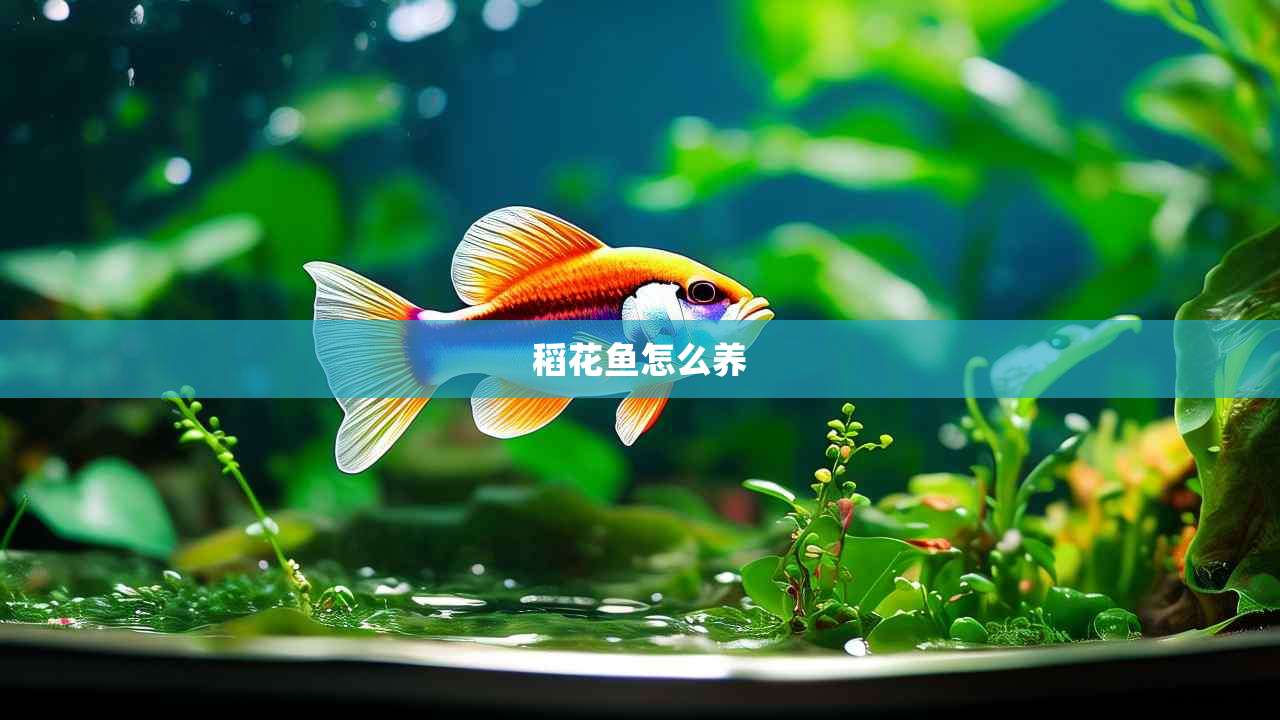 稻花鱼怎么养