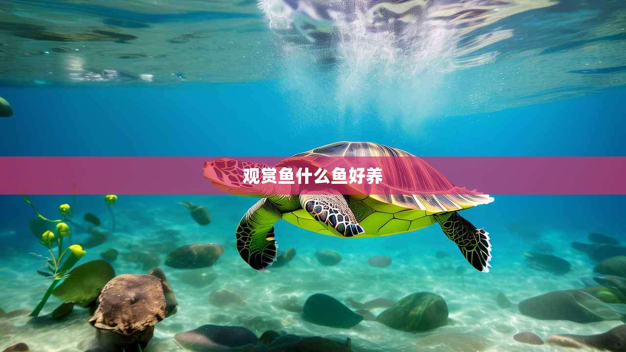 观赏鱼什么鱼好养