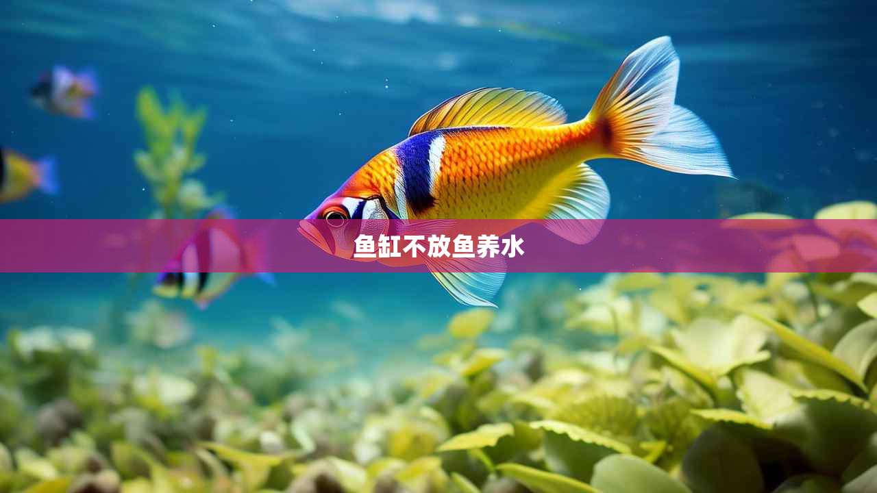 鱼缸不放鱼养水